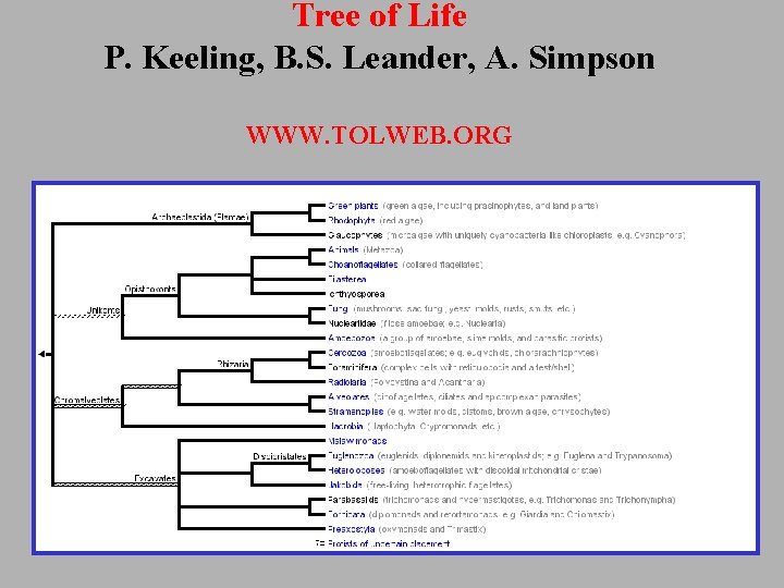 Tree of Life P. Keeling, B. S. Leander, A. Simpson WWW. TOLWEB. ORG 
