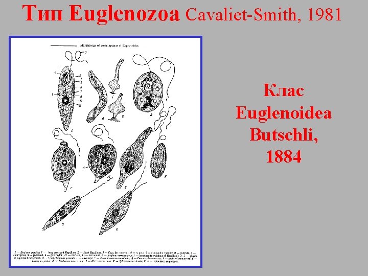 Тип Euglenozoa Cavaliet-Smith, 1981 Клас Euglenoidea Butschli, 1884 