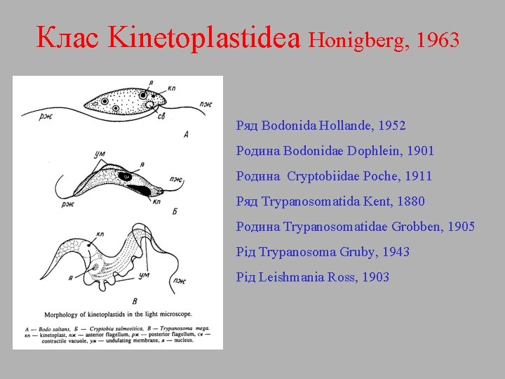 Клас Kinetoplastidea Honigberg, 1963 Ряд Bodonida Hollande, 1952 Родина Bodonidae Dophlein, 1901 Родина Cryptobiidae