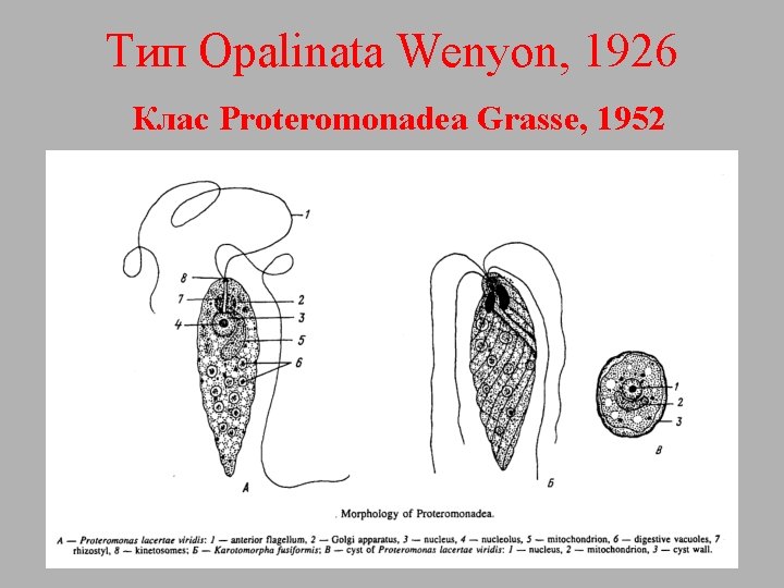 Тип Opalinata Wenyon, 1926 Клас Proteromonadea Grasse, 1952 