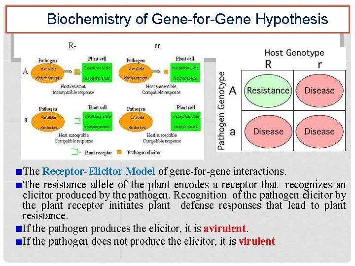 Biochemistry of Gene-for-Gene Hypothesis The Receptor-Elicitor Model of gene-for-gene interactions. The resistance allele of