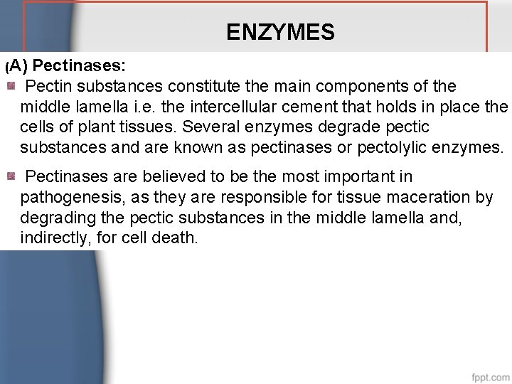 ENZYMES (A) Pectinases: Pectin substances constitute the main components of the middle lamella i.