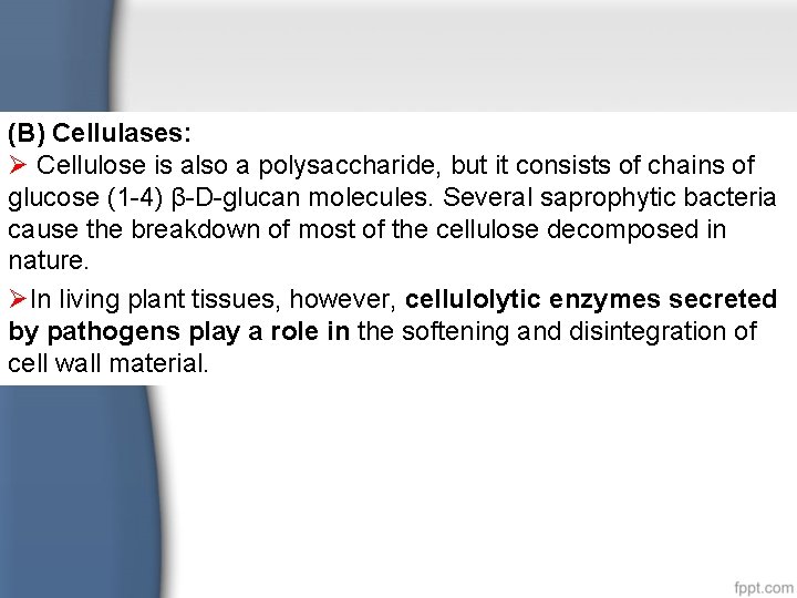(B) Cellulases: Ø Cellulose is also a polysaccharide, but it consists of chains of