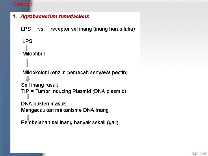 Contoh : 1. Agrobacterium tumefaciens LPS vs receptor sel inang (inang harus luka) LPS