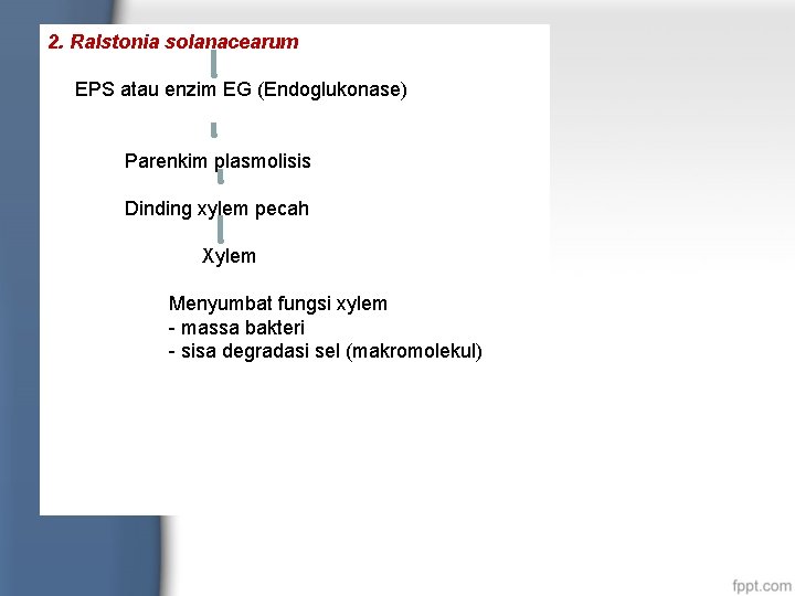 2. Ralstonia solanacearum EPS atau enzim EG (Endoglukonase) Parenkim plasmolisis Dinding xylem pecah Xylem