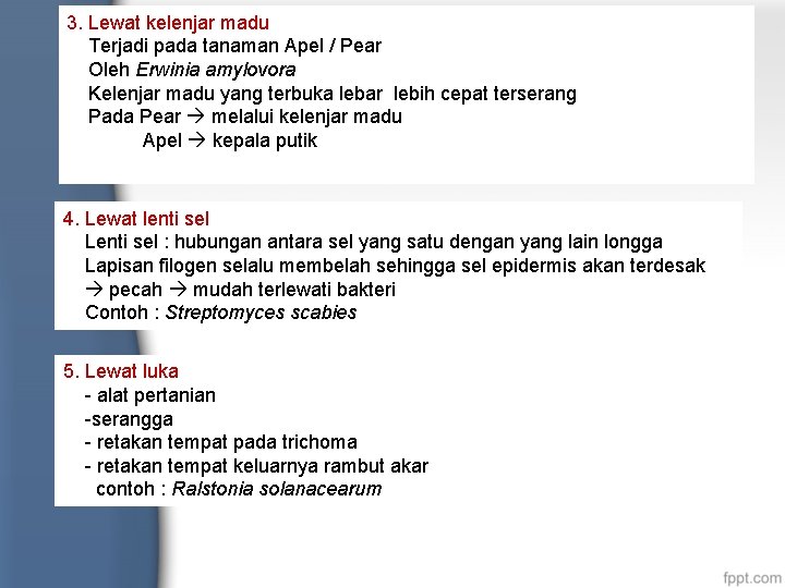 3. Lewat kelenjar madu Terjadi pada tanaman Apel / Pear Oleh Erwinia amylovora Kelenjar