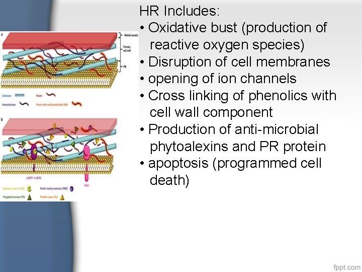 HR Includes: • Oxidative bust (production of reactive oxygen species) • Disruption of cell