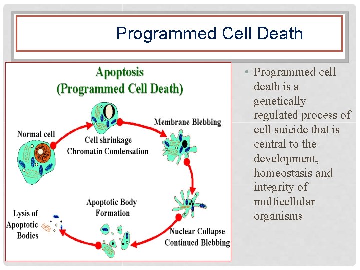 Programmed Cell Death • Programmed cell death is a genetically regulated process of cell