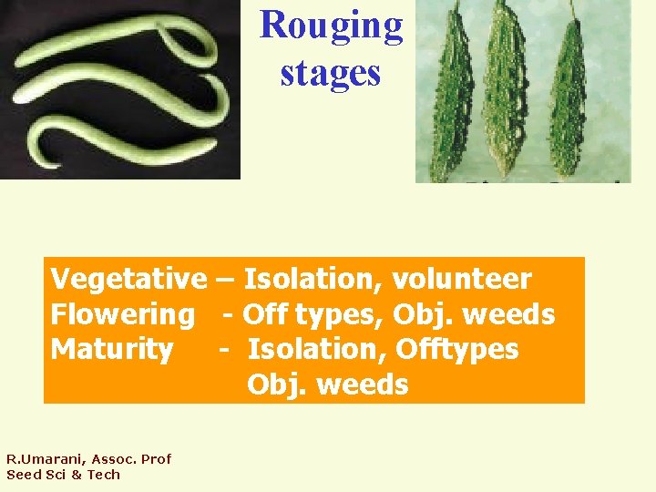 Rouging stages Vegetative – Isolation, volunteer Flowering - Off types, Obj. weeds Maturity -