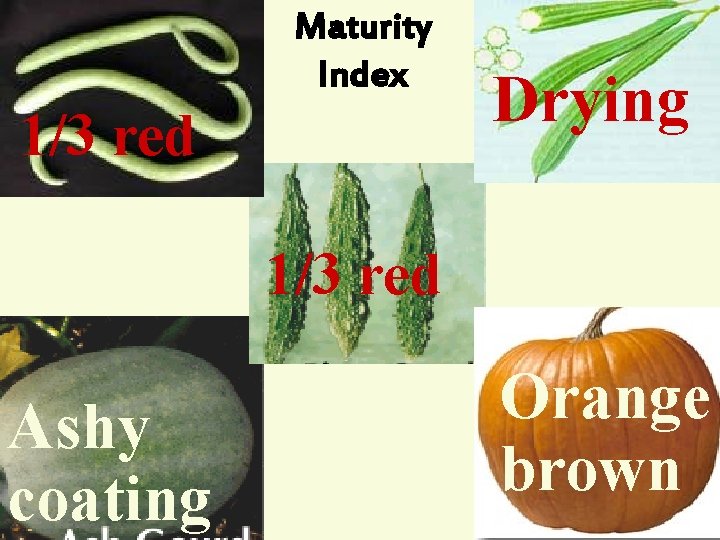 Maturity Index 1/3 red Drying 1/3 red Ashy coating R. Umarani, Assoc. Prof Seed