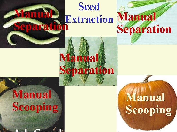 Seed Extraction Manual Separation Manual Scooping R. Umarani, Assoc. Prof Seed Sci & Tech
