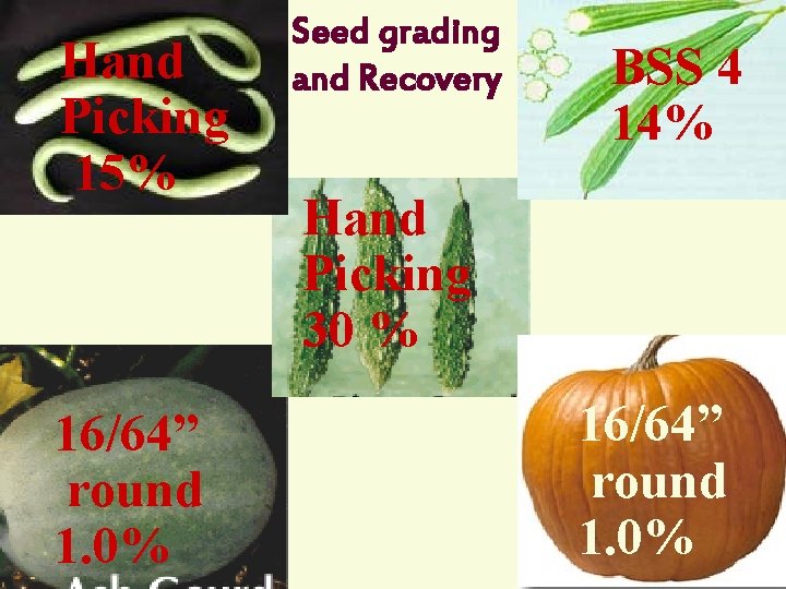 Hand Picking 15% 16/64” round 1. 0% R. Umarani, Assoc. Prof Seed Sci &