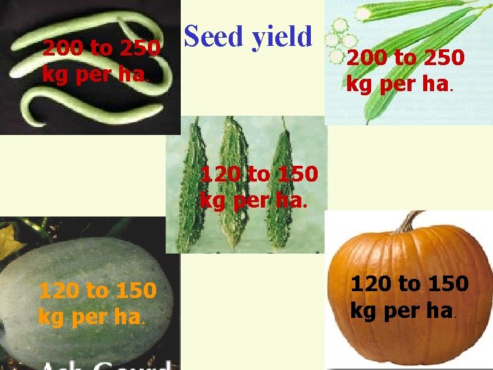 200 to 250 kg per ha. Seed yield 200 to 250 kg per ha.