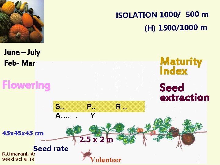 ISOLATION 1000/ 500 m (H) 1500/1000 m June – July Feb- Mar Flowering S.