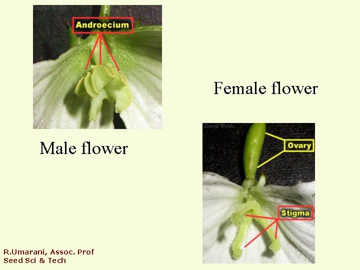 Female flower Male flower R. Umarani, Assoc. Prof Seed Sci & Tech 