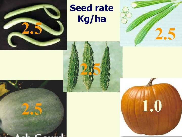 2. 5 Seed rate Kg/ha 2. 5 R. Umarani, Assoc. Prof Seed Sci &