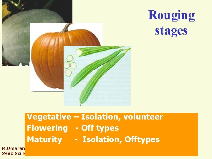 Rouging stages Vegetative – Isolation, volunteer Flowering - Off types Maturity - Isolation, Offtypes