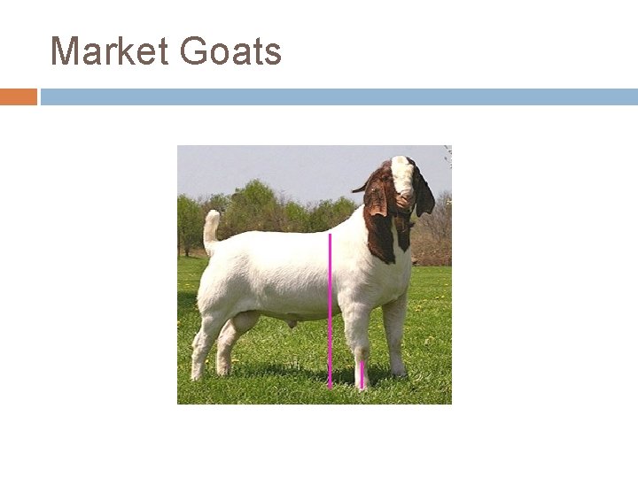 Market Goats 