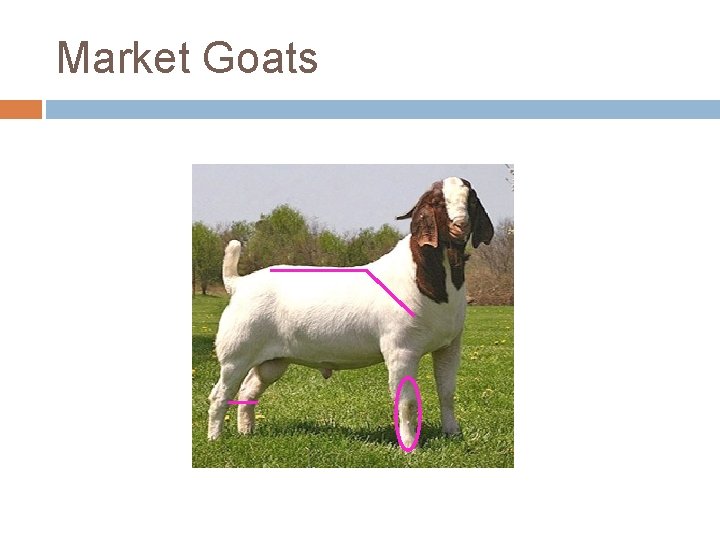 Market Goats 