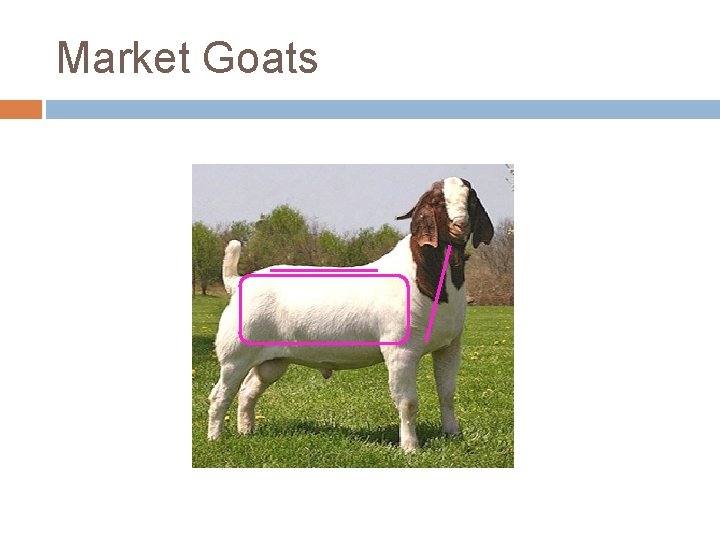 Market Goats 