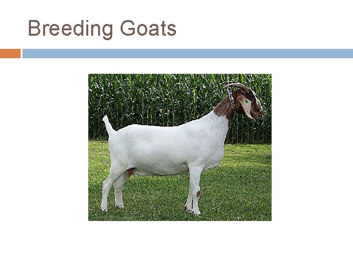 Breeding Goats 