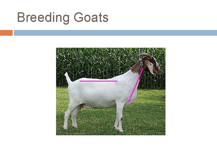 Breeding Goats 