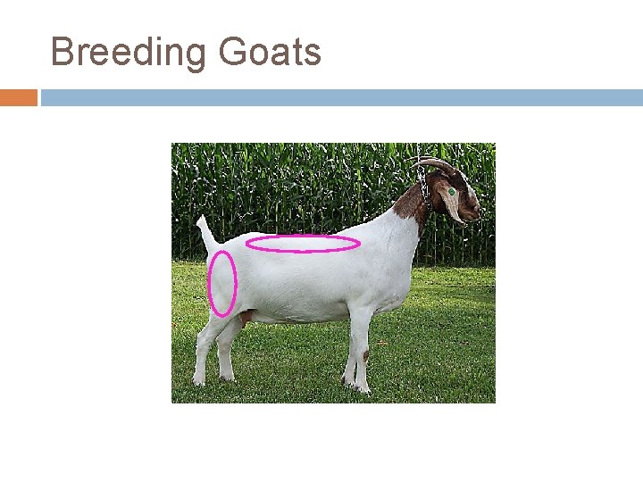 Breeding Goats 
