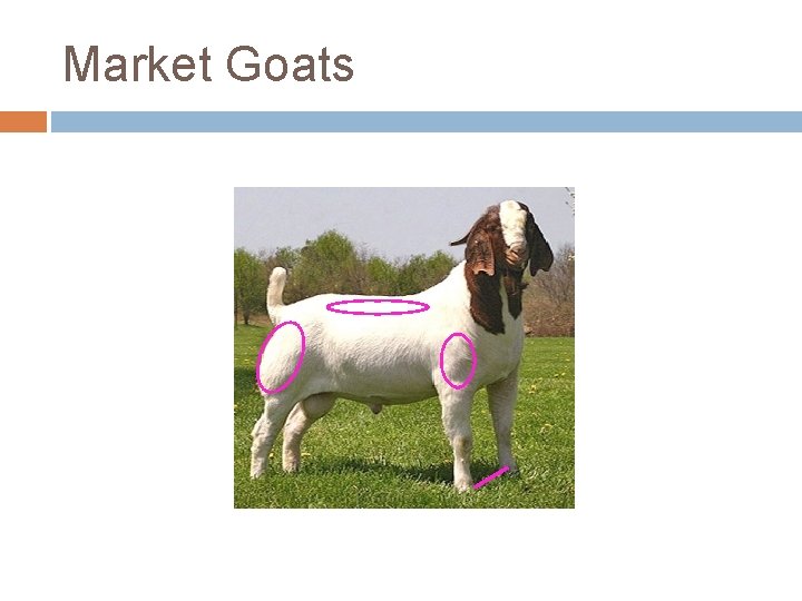 Market Goats 