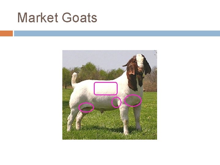 Market Goats 