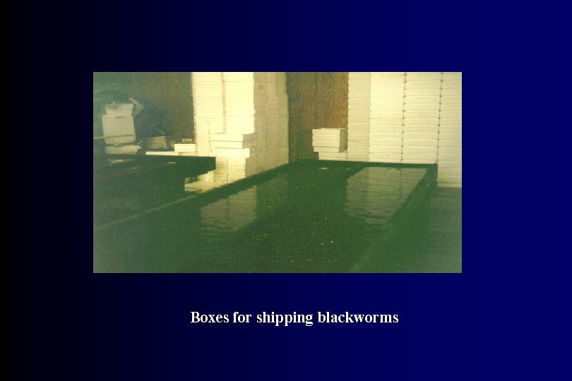 Boxes for shipping blackworms 