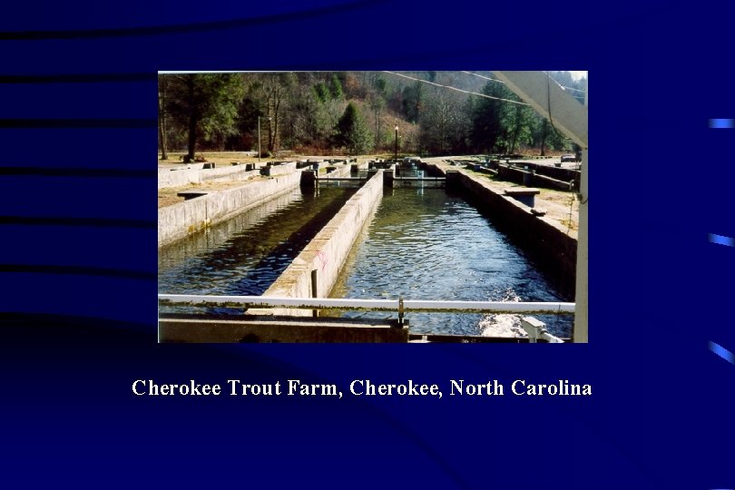Cherokee Trout Farm, Cherokee, North Carolina 