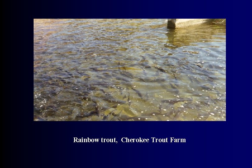 Rainbow trout, Cherokee Trout Farm 