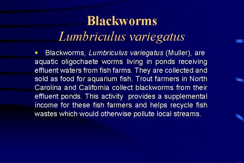 Blackworms Lumbriculus variegatus § Blackworms, Lumbriculus variegatus (Muller), are aquatic oligochaete worms living in