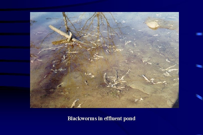 Blackworms in effluent pond 