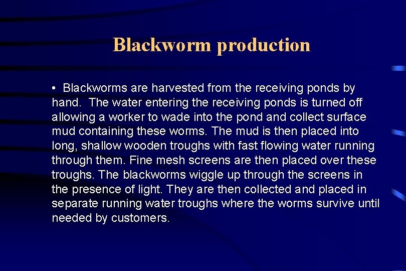 Blackworm production • Blackworms are harvested from the receiving ponds by hand. The water