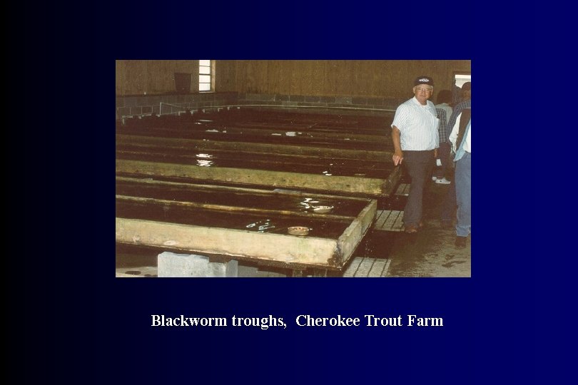 Blackworm troughs, Cherokee Trout Farm 