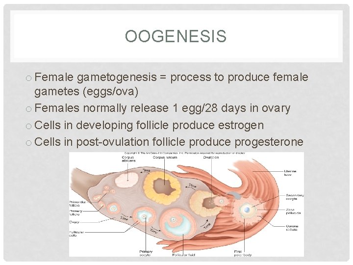 OOGENESIS o Female gametogenesis = process to produce female gametes (eggs/ova) o Females normally