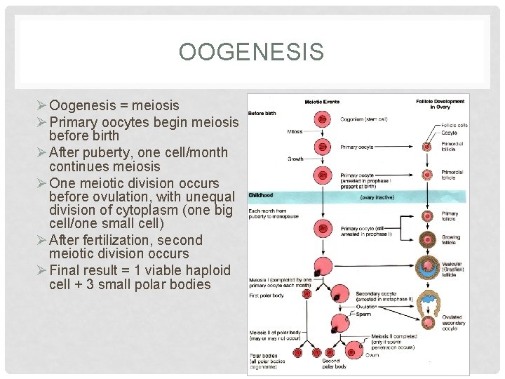OOGENESIS Ø Oogenesis = meiosis Ø Primary oocytes begin meiosis before birth Ø After