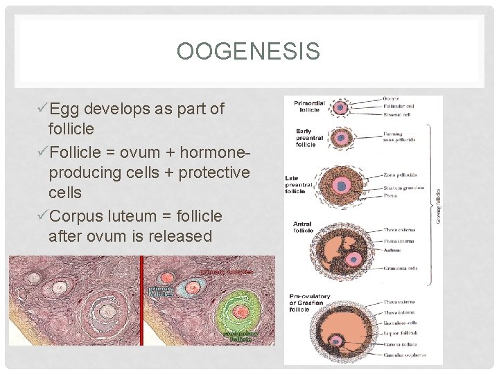 OOGENESIS üEgg develops as part of follicle üFollicle = ovum + hormoneproducing cells +