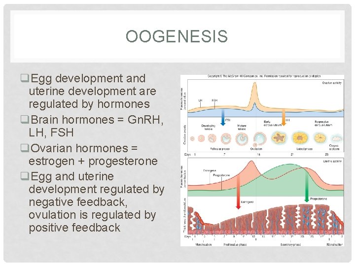 OOGENESIS q. Egg development and uterine development are regulated by hormones q. Brain hormones
