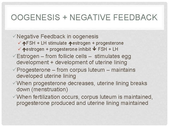 OOGENESIS + NEGATIVE FEEDBACK üNegative Feedback in oogenesis ü FSH + LH stimulate estrogen
