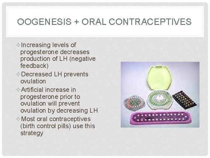 OOGENESIS + ORAL CONTRACEPTIVES ²Increasing levels of progesterone decreases production of LH (negative feedback)