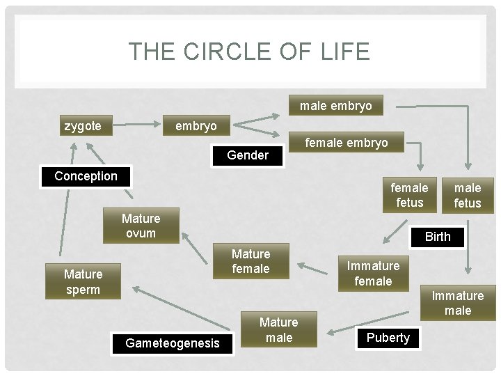THE CIRCLE OF LIFE male embryo zygote embryo Gender Conception female embryo female fetus