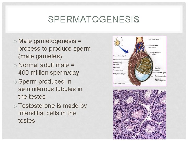 SPERMATOGENESIS o Male gametogenesis = process to produce sperm (male gametes) o Normal adult