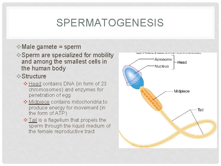 SPERMATOGENESIS v. Male gamete = sperm v. Sperm are specialized for mobility and among