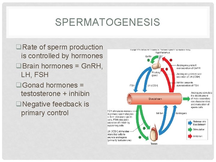 SPERMATOGENESIS q. Rate of sperm production is controlled by hormones q. Brain hormones =