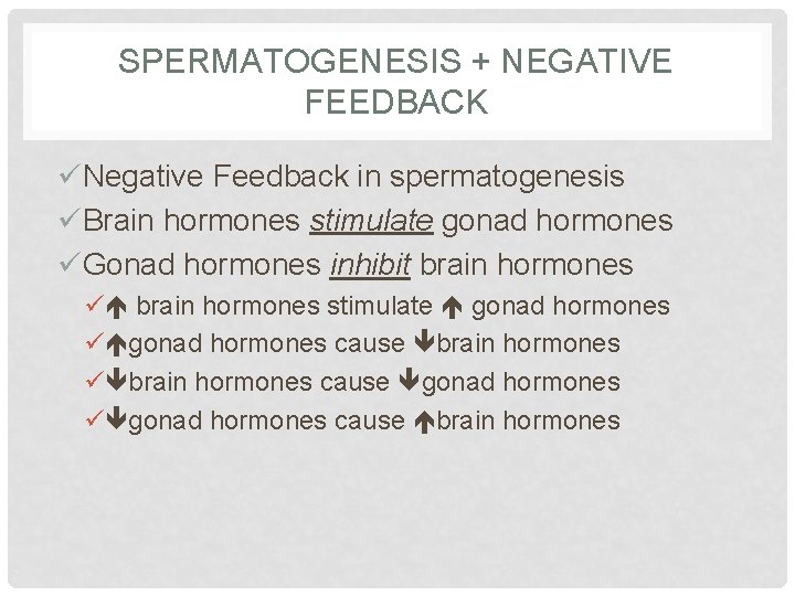 SPERMATOGENESIS + NEGATIVE FEEDBACK üNegative Feedback in spermatogenesis üBrain hormones stimulate gonad hormones üGonad