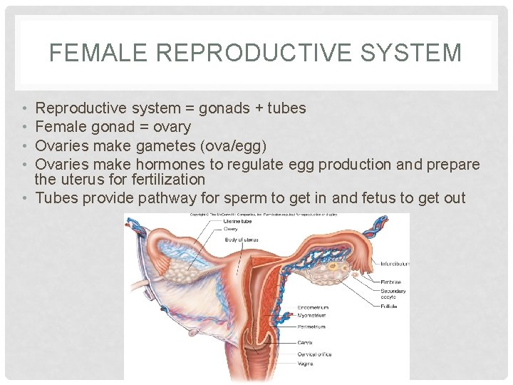 FEMALE REPRODUCTIVE SYSTEM • • Reproductive system = gonads + tubes Female gonad =