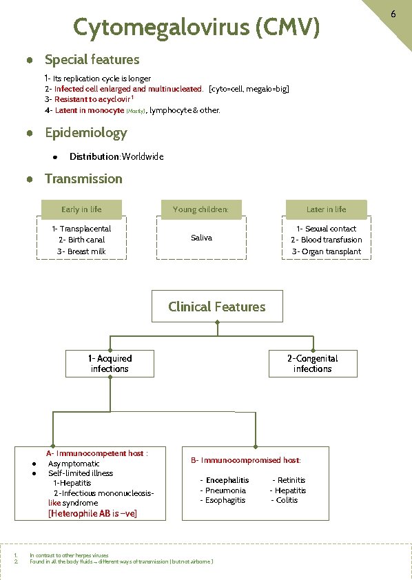 Cytomegalovirus (CMV) ● Special features 1 - Its replication cycle is longer 2 -