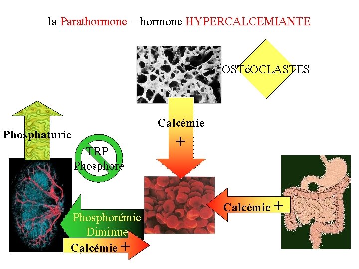 la Parathormone = hormone HYPERCALCEMIANTE OSTéOCLASTES Calcémie Phosphaturie TRP Phosphore Phosphorémie Diminue Calcémie +